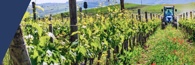 Panorama: Frente à globalização do mercado do vinho a Europa diminui, mas não para.
